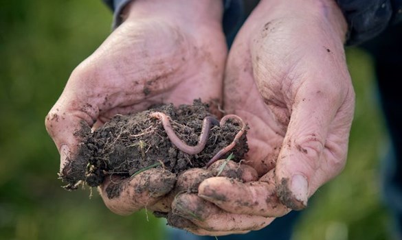 Person holding soil with worms in.